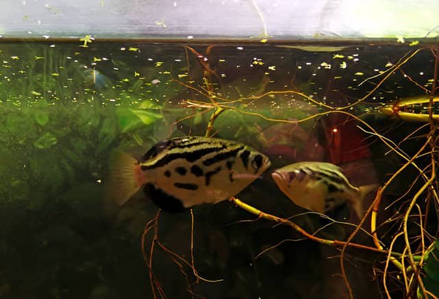 Peces de agua salobre. Pez arquero nadando en un acuario de agua salobre.