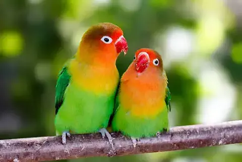 Pareja de agapornis posada en una rama.