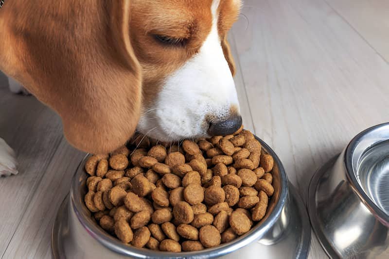 Perro comiendo pienso en su comedero.