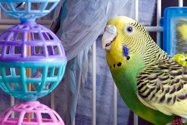 ZuaLú Mascotas. Periquito verde junto a juguetes coloridos.