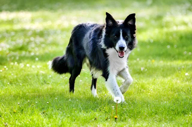 Border Collie trotando por el campo