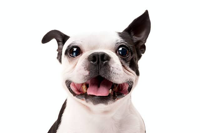 Perros pequeños. Cara de un Boston Terrier sobre fondo blanco.