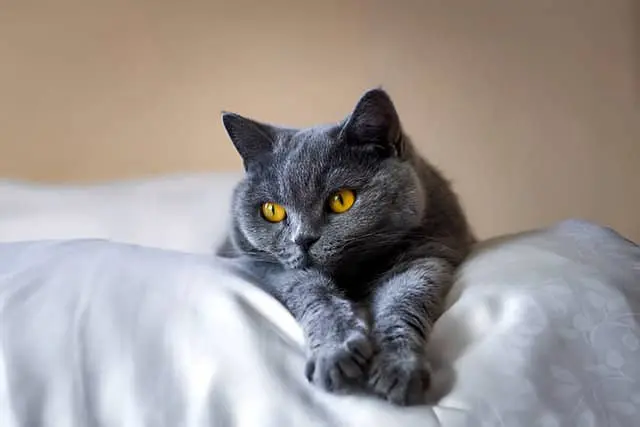 British Shorthair tumbado en una cama.