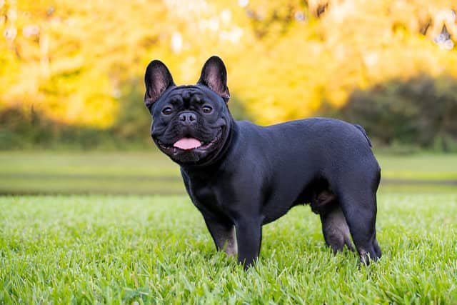 Bulldog francés negro en un campo verde.