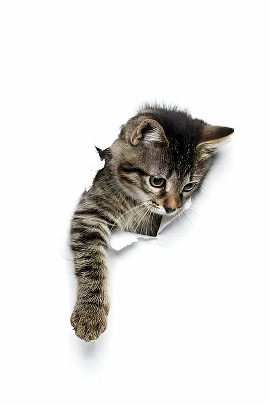 Un gato tumbado en un sofá levanta la cabeza y mira con curiosidad