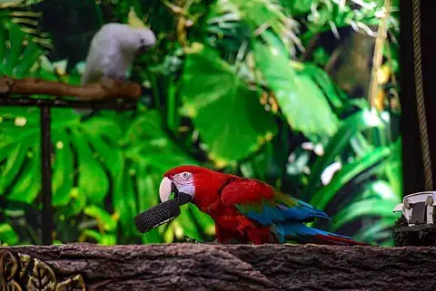 Loro jugando mientras una cacatúa lo observa.