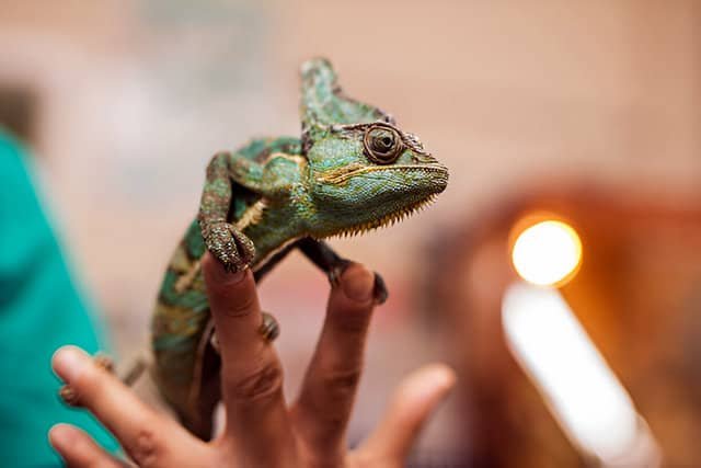 Reptiles. Camaleón en la mano de una persona