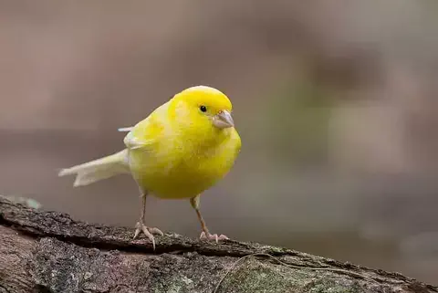 Canario amarillo posado sobre una rama.