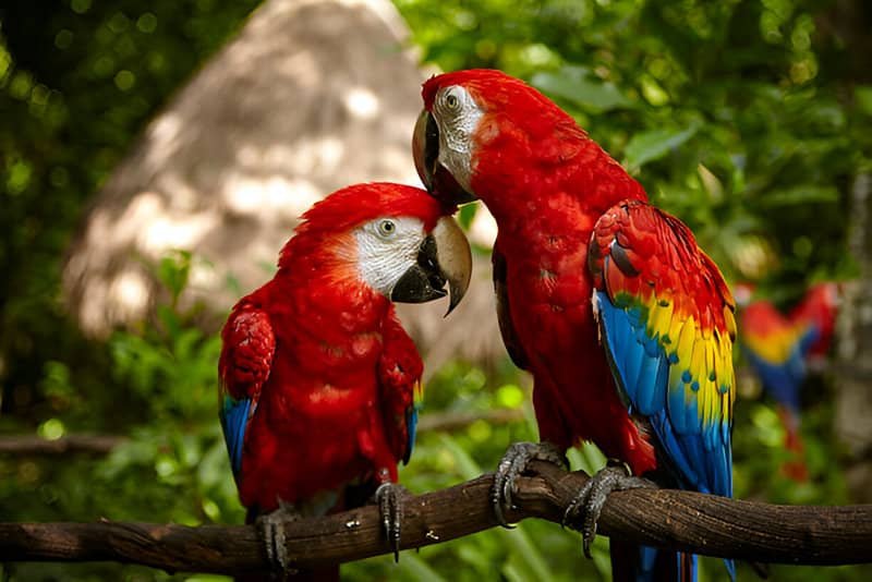 Dos loros rojos posados en una rama.