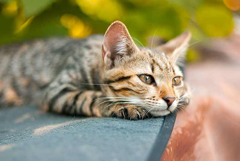 Gato tumbado en el suelo con expresión somnolienta.