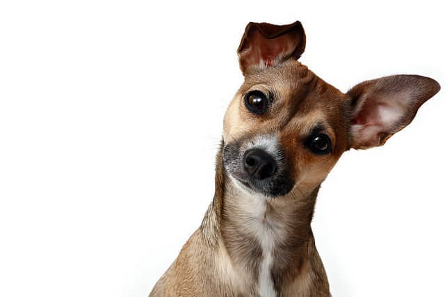 Perros pequeños. Cara de un Chihuahua sobre fondo blanco.