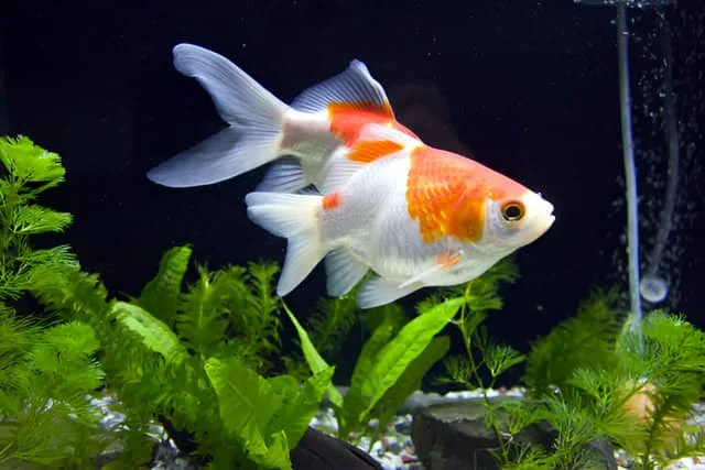 ZuaLú Mascotas. Dos peces blancos y naranjas nadando en un acuario cristalino.
