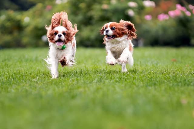 Dos Cavalier King Charles Spaniels corriendo por el campo