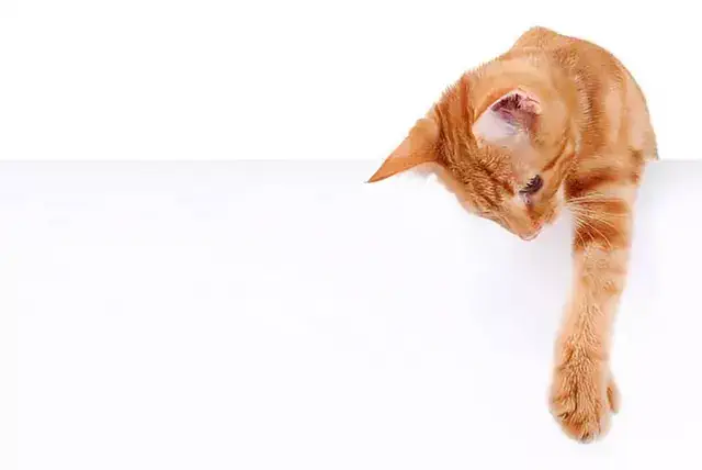 Diferentes mascotas en fondo blanco - PetZen