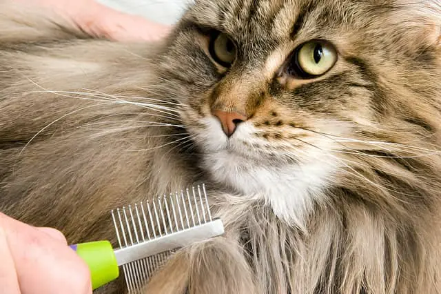 Cepillando a un gato maine coon en primer plano. Uno de los gatos más tranquilos que hay.