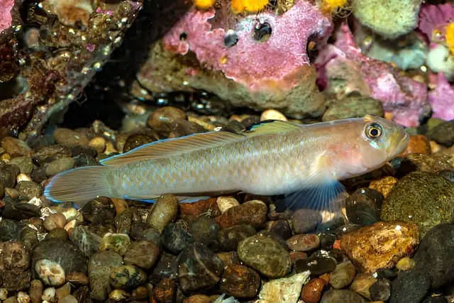 Gobio nadando en un acuario de agua salobre.