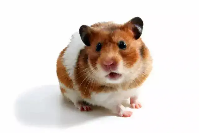 Un hamster de color canelo y blanco