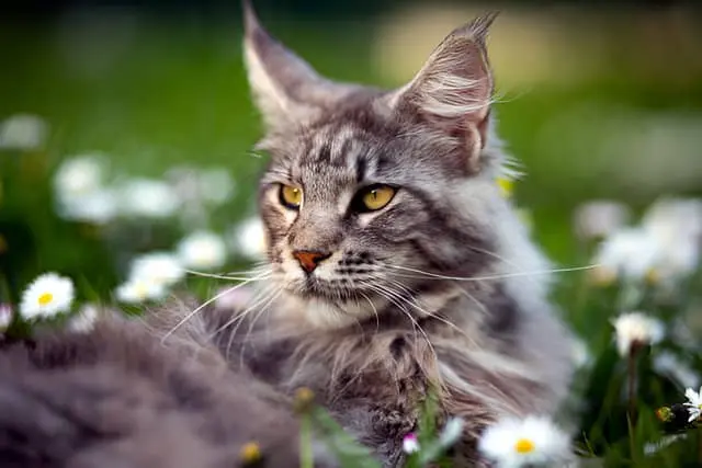 Uno de los gatos más grande, un gato maine coon tumbado en un campo.