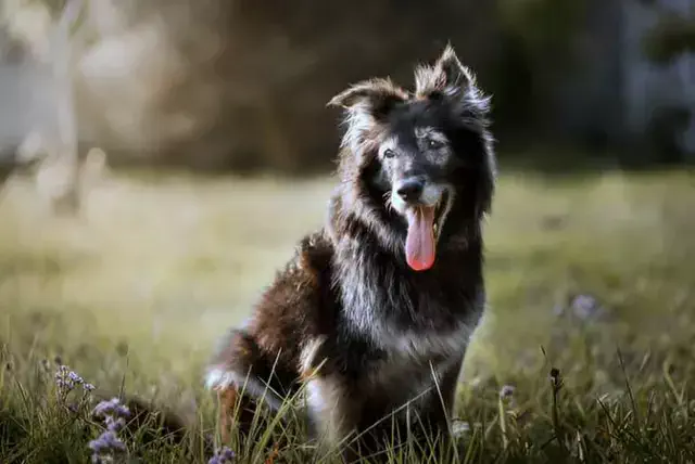 perro anciano sentado