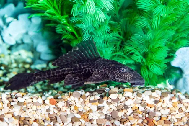 Pez Plecostomus Hypostomus limpiando el fondo de un acuario.