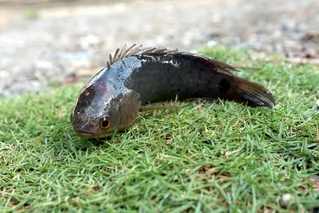 La perca trepadora, un ejemplo de peces semiacuáticos, puede sobrevivir fuera del agua durante cortos periodos gracias a su capacidad para respirar aire.