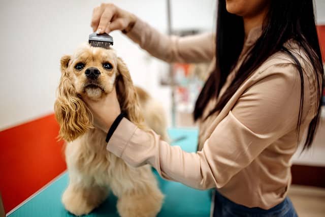 Peluquera peinando a un perro en una peluquería para perros.