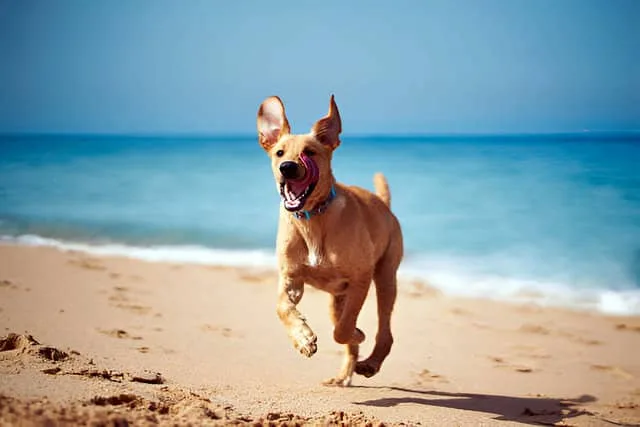 ZuaLú Mascotas. Perro corriendo en una playa de arena dorada junto al mar.