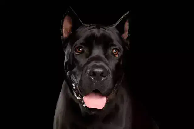 Perro negro sobre fondo oscuro - ZuaLú Mascotas