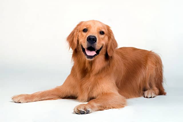 Golden Retriever tumbado sobre un fondo blanco.