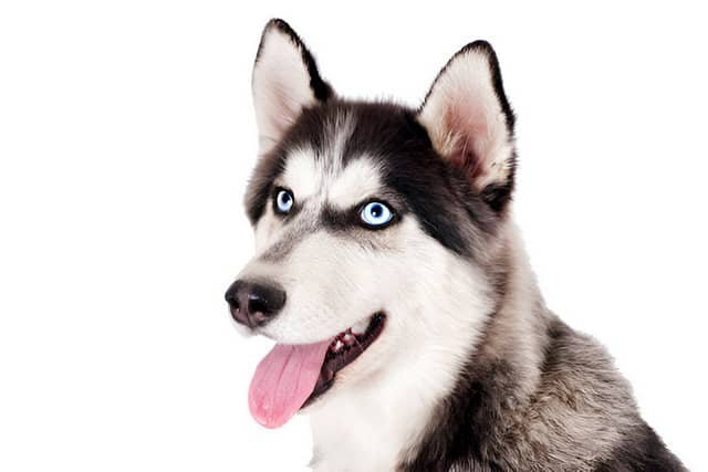 Perros grandes. Cara de un Husky Siberiano sobre un fondo blanco.