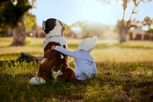 Niño sentado junto a un perro San Bernardo en un prado verde.