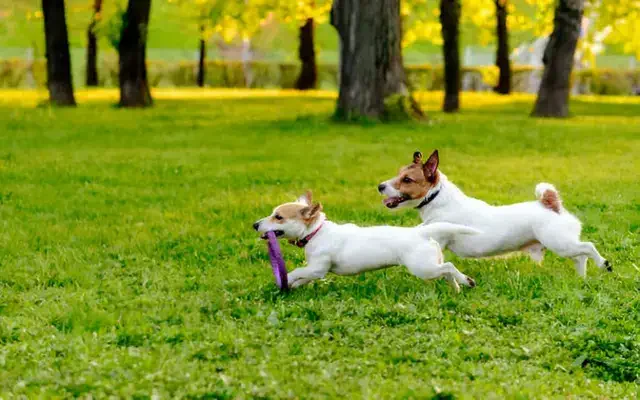 Dos perros jugando y haciendo ejercicio en el parque