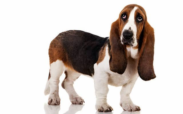 Perros medianos. Basset Hound de pie sobre un fondo blanco.