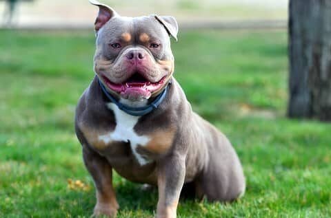 American Bully en el campo