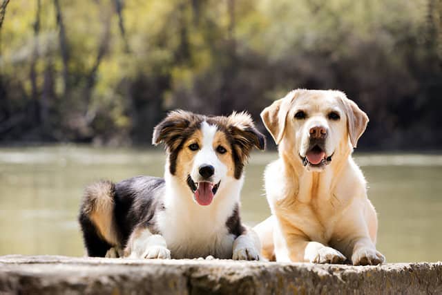 Dos perros medianos en un descampado