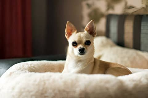 Chihuahua tumbado en su cama