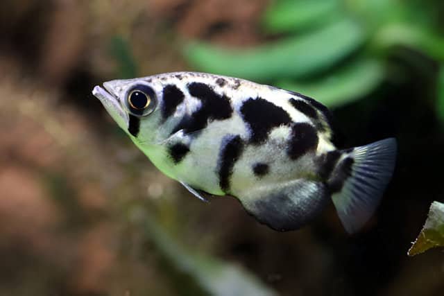 Primer plano de un pez arquero en un acuario de agua salobre.