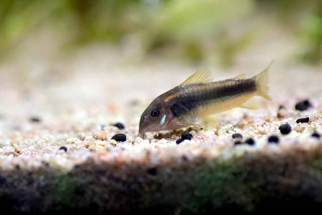 Corydoras explorando el fondo de un acuario, limpiando residuos.