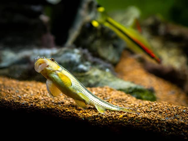 Pez limpiafondos adherido al cristal de una pecera, eliminando algas.