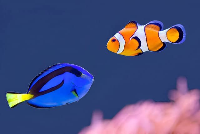 Pez payaso y pez cirujano nadando en un acuario.