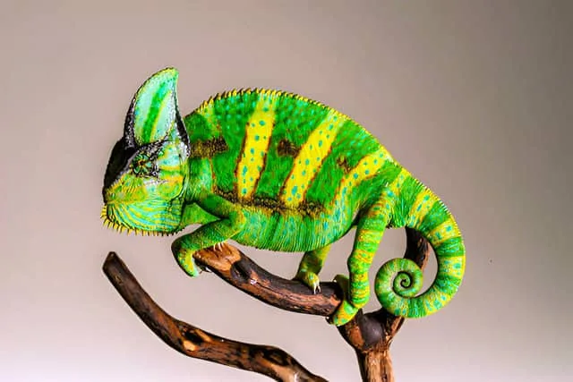 ZuaLÚ Mascotas. Camaleón posado sobre una rama en su hábitat natural.