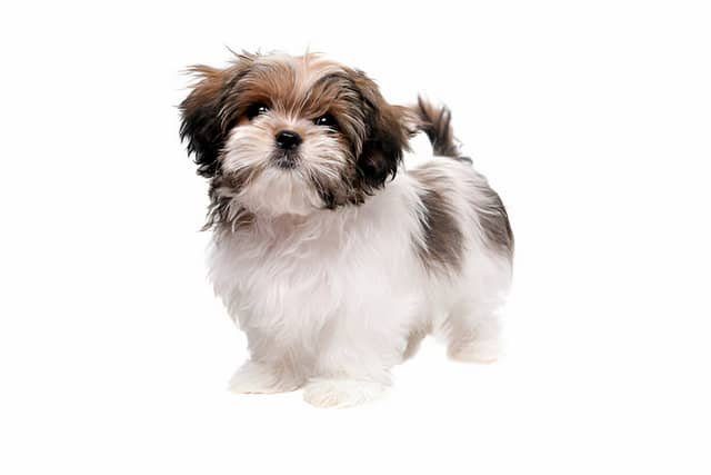 Perros pequeños. Shih Tzu de pie sobre fondo blanco.