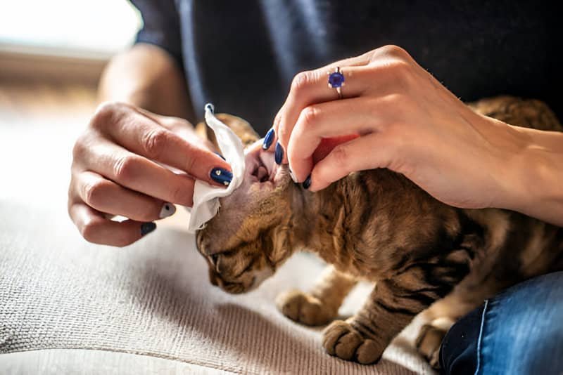 Mujer cuidando de su gatito, curándole la oreja