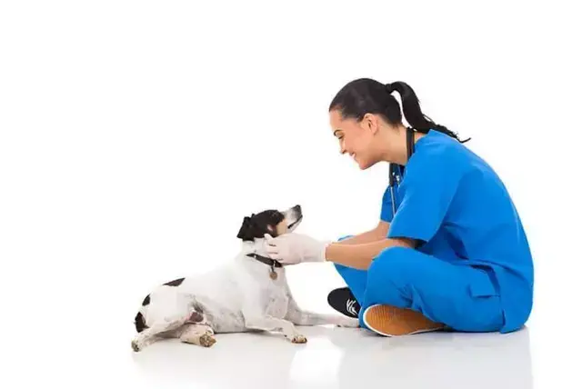 Veterinaria sentada en el suelo mirando a un perro - ZuaLú Mascotas