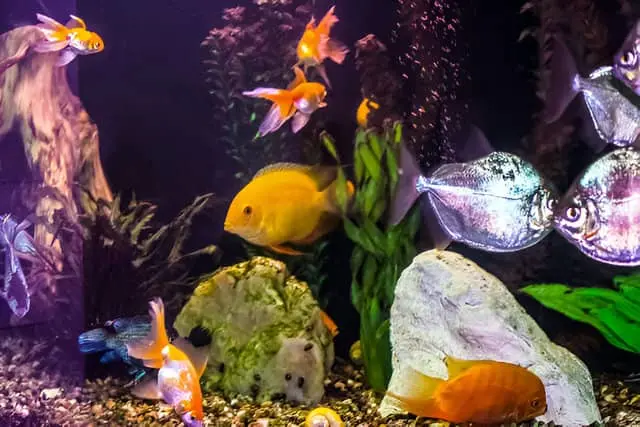 Acuario comunitario de peces de agua dulce con diversas especies nadando entre plantas y decoraciones naturales.