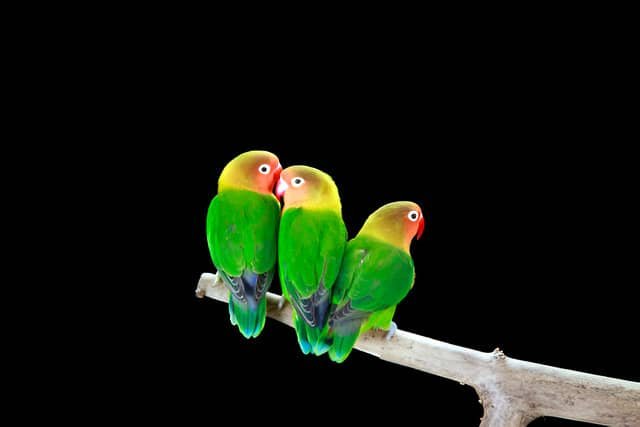 Tres agapornis fischeri posados en una rama con fondo negro.