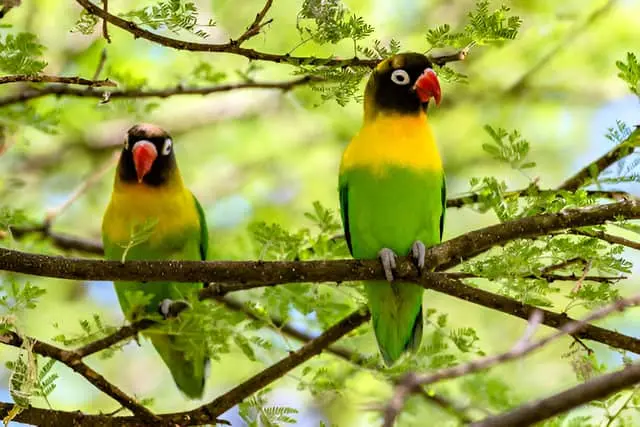 Dos agapornis personatus posados en la rama de un árbol.