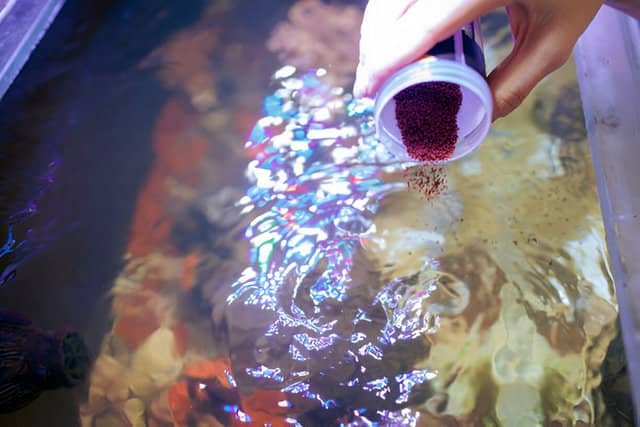 Persona alimentando peces de agua fría en un acuario