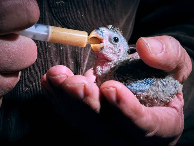 Hombre alimentando una cría de agapornis con una jeringa.