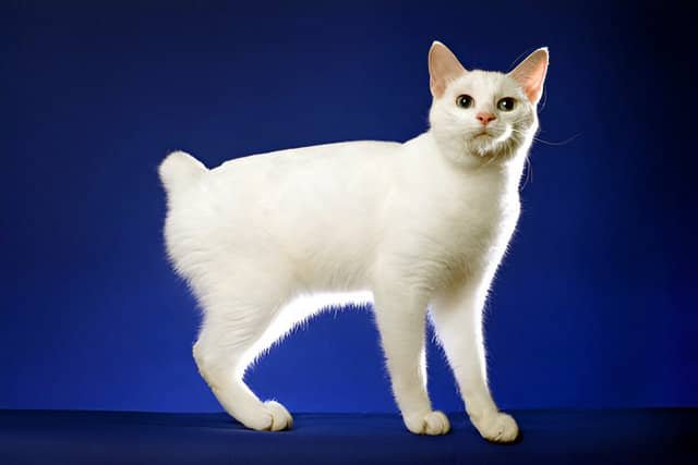 Un gato Bobtail Japonés de pelaje blanco y cola corta sobre un fondo azul oscuro.